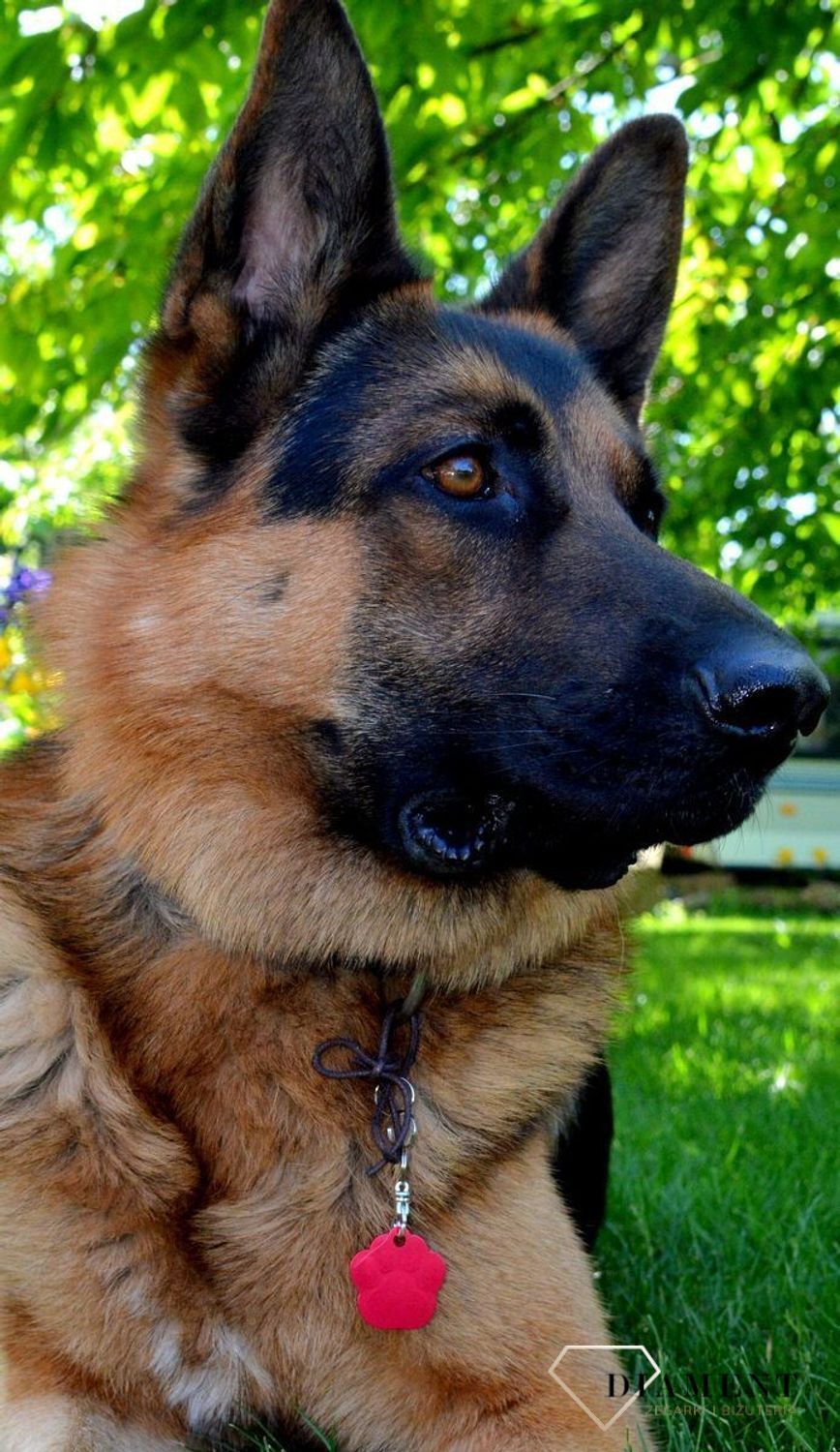 Blaszka dla pupila łapka psa 3,5 cm z miejscem na grawer Łapka psa red L.  Blaszka w formie adresówki, identyfikatora dla psa. Blaszka z miejscem na grawer. Na adresówce możemy wygrawerować np. imię psa i nr telefonu do właści.jpg